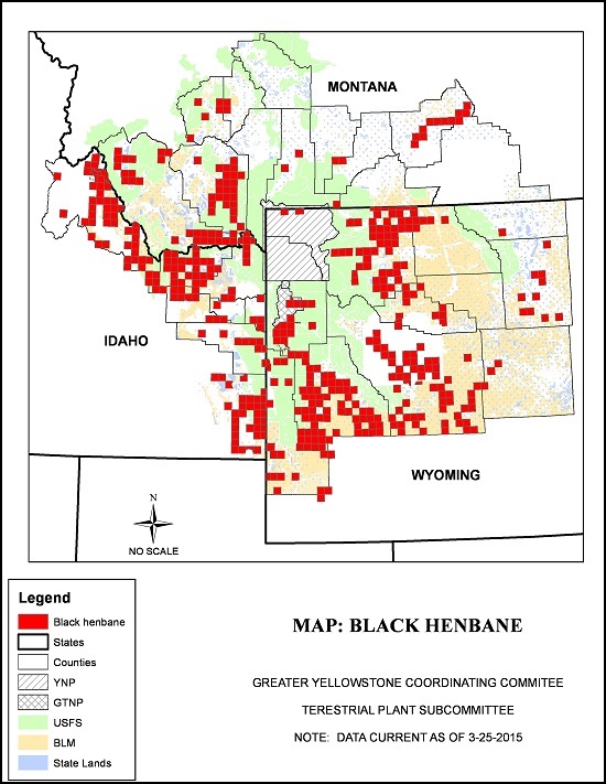 map black henbane